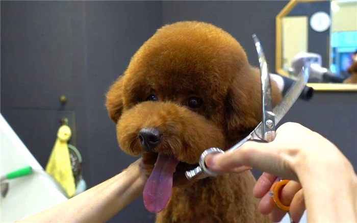 泰迪跟巨贵中间有什么关系呢,泰迪的正确喂养方法如下