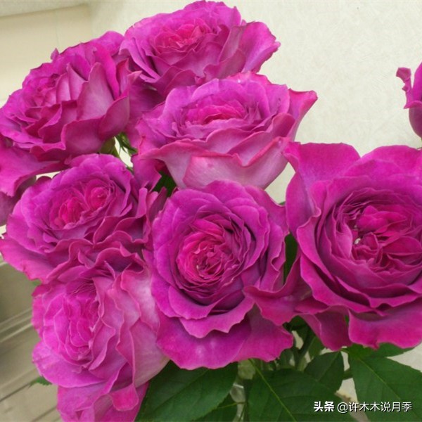 月季有盲枝是什么原因,春天月季全部都是盲芽是什么原因