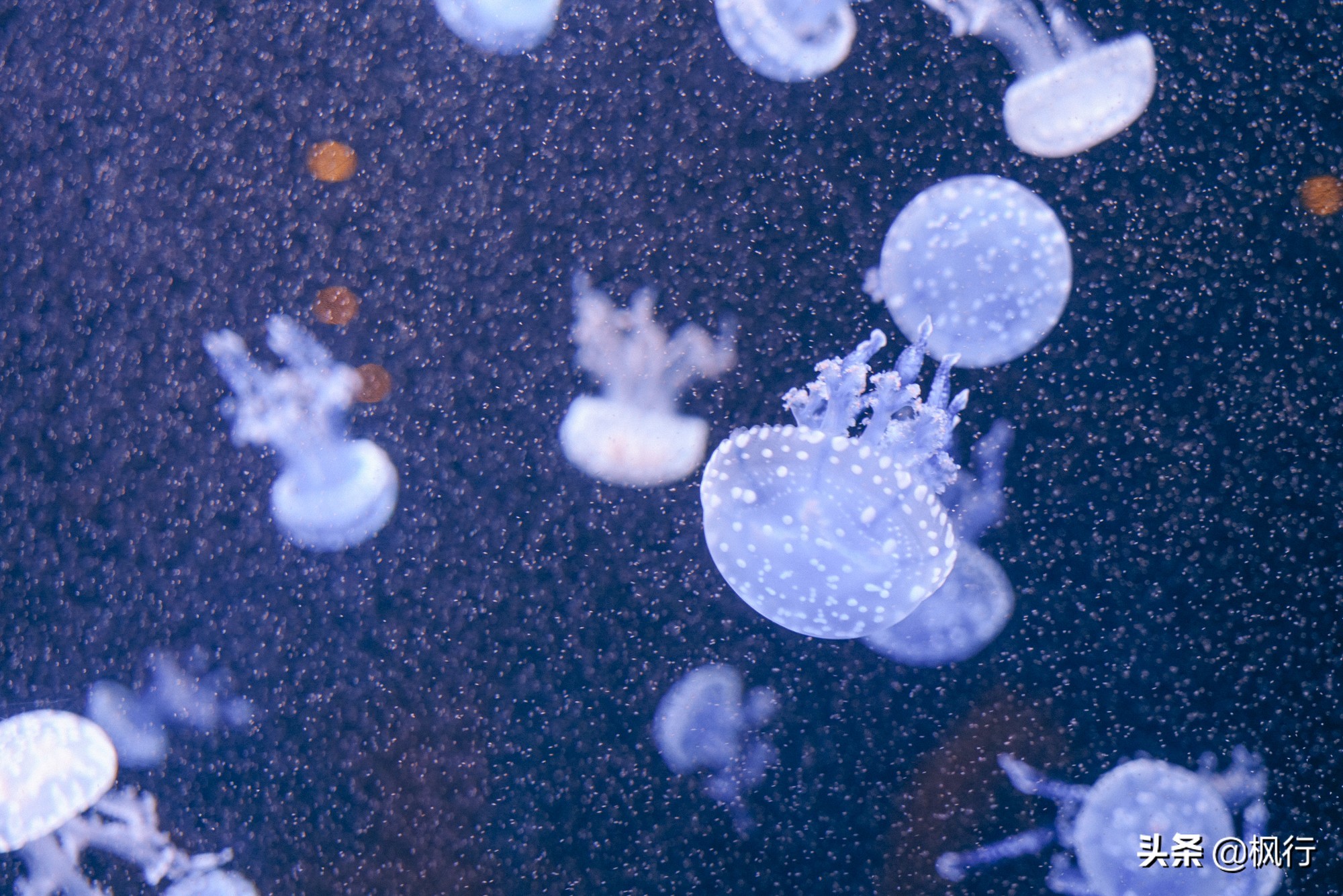 被猴子袭击，门票昂贵，拍照被轰，被我全程吐槽的三亚到底值不值