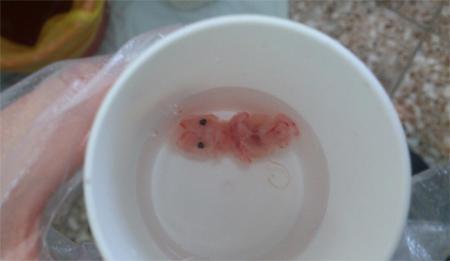 一颗药就能切断胎宝的营养供给？看似无害的“药流”，其实挺残忍