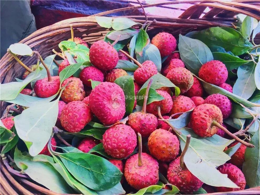 热带水果名单,热带水果王国攀枝花