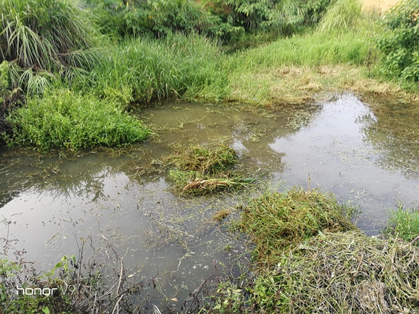 一双被水草割伤的老腿
