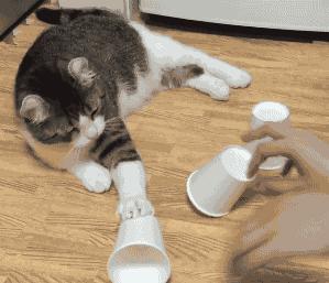 猫咪猜杯子游戏第三关 (猫咪口杯猜球游戏)