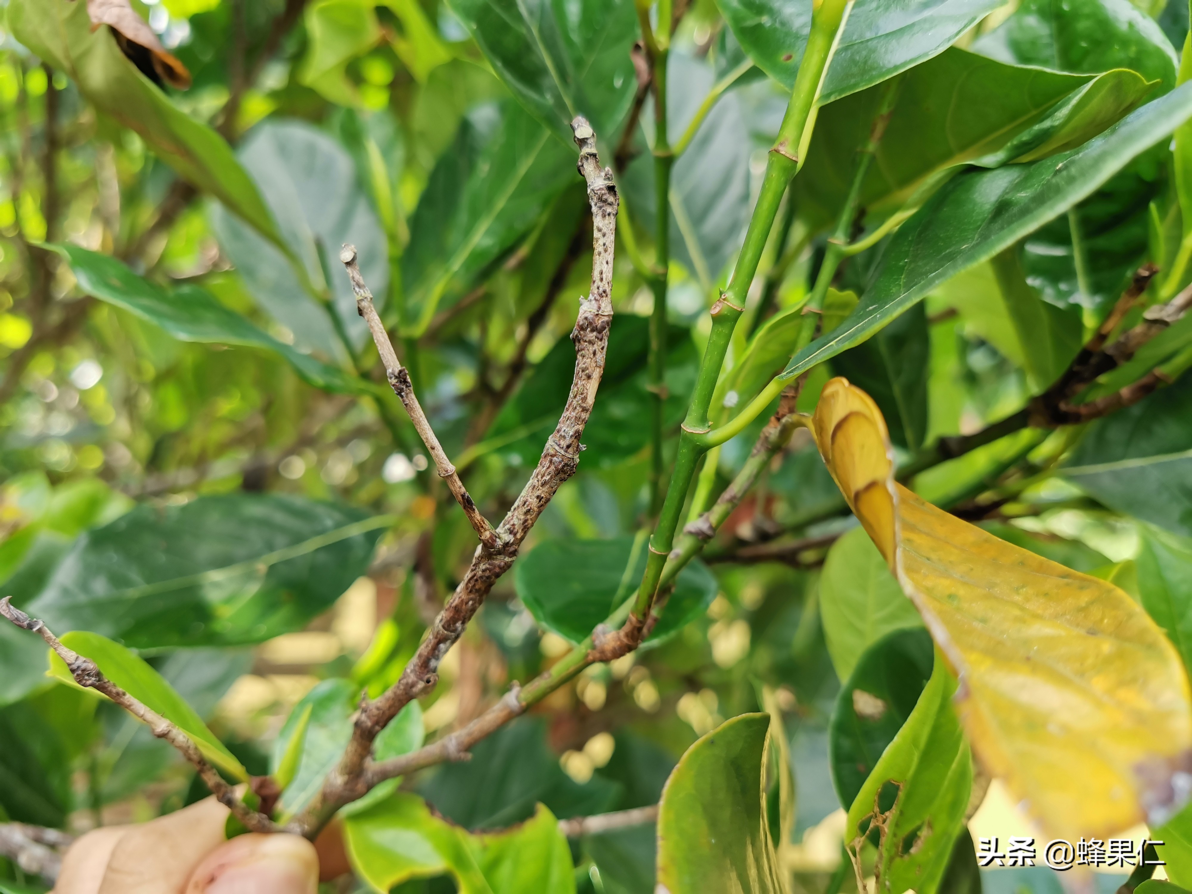 菠萝蜜小果老掉怎么办,菠萝蜜幼果脱落原因