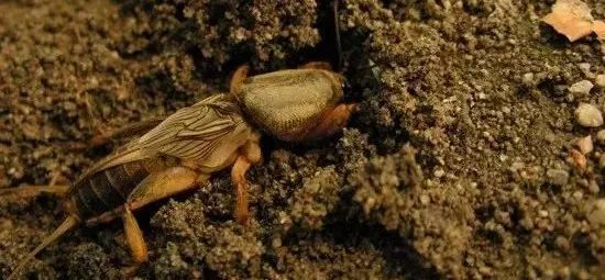 杀灭地下害虫这里有10种绝招,地下害虫最佳灭虫方法