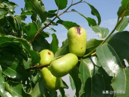 枣枝病防止措施,二代冬枣缩果病怎样治