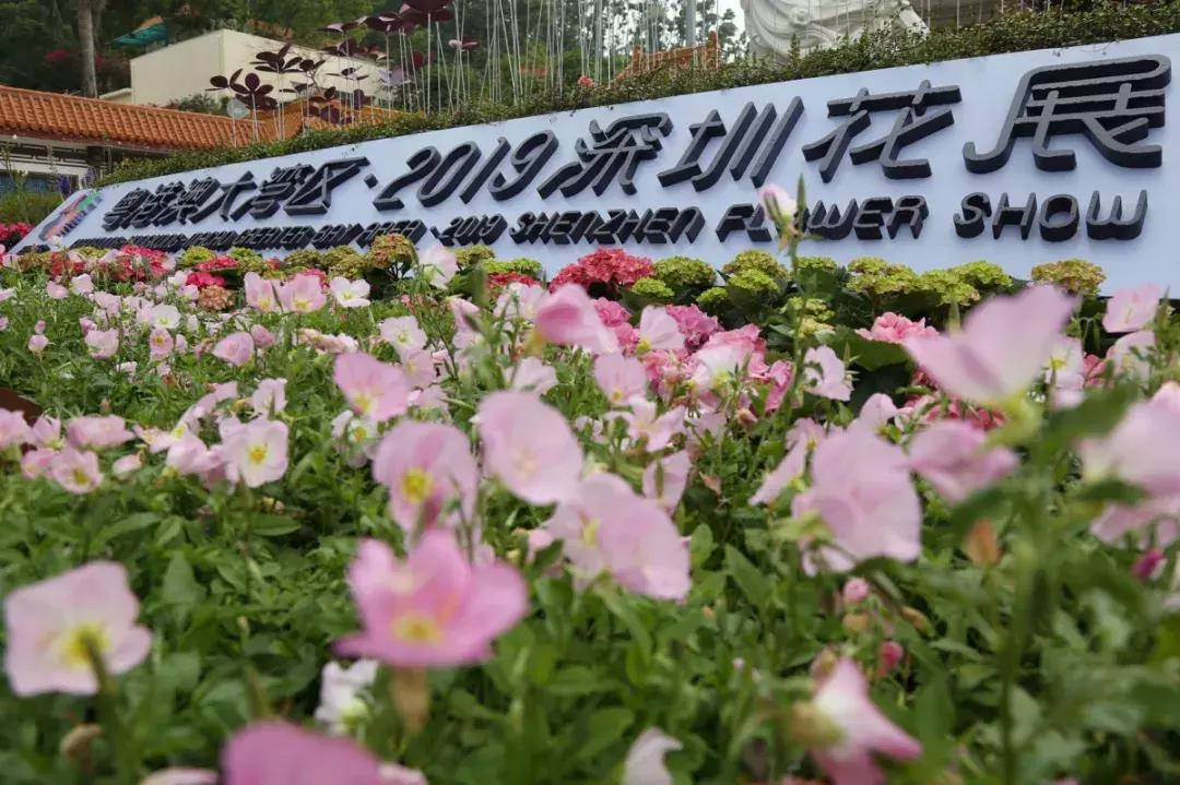 未来10天预警,深圳最最最最火的地方在这里,美女都赶来打卡