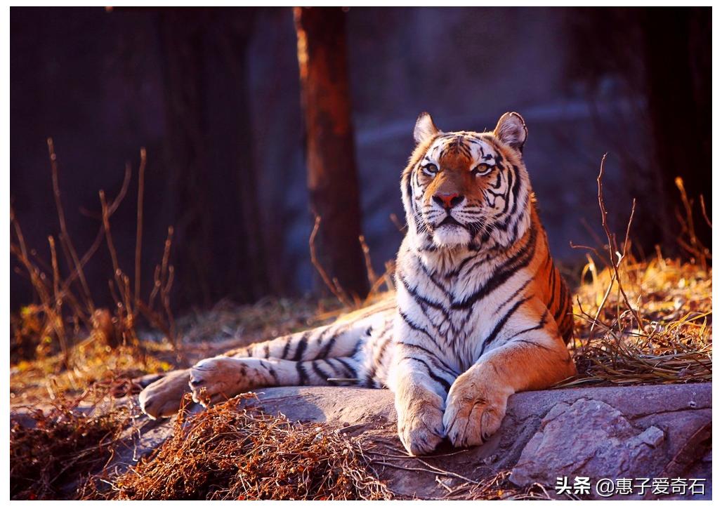 黑龙江奇石多少钱一块,黑龙江奇石大全