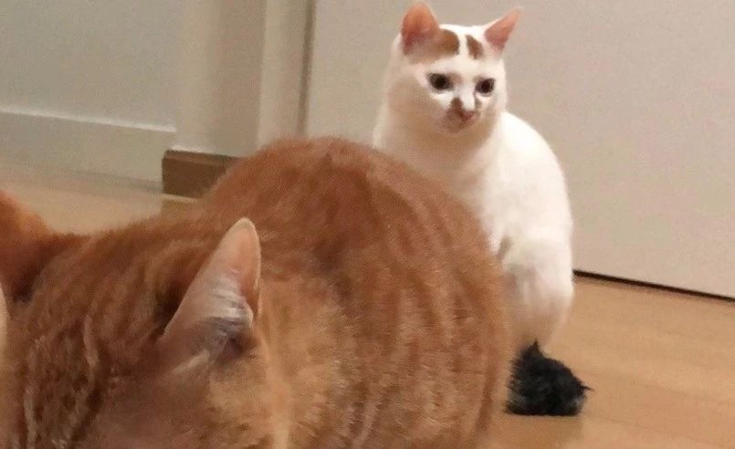 猫龄十年突然不吃猫粮,我家猫突然不爱吃鱼了