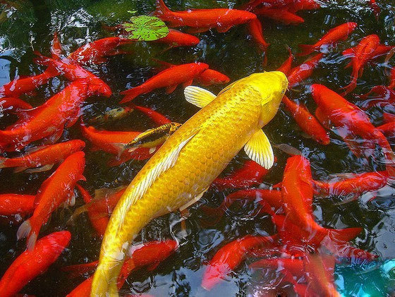 新手养锦鲤注意事项,新手养锦鲤如何防止鱼病