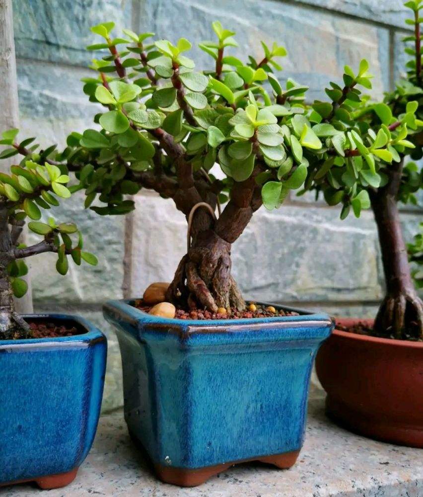 家里养的富贵花让你养几年才会开,客厅富贵花大全