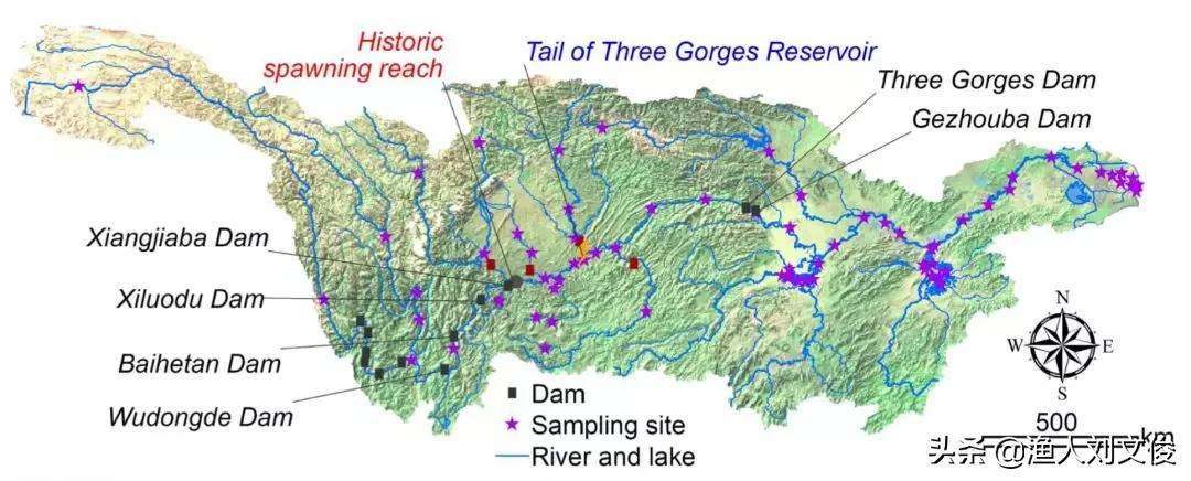 长江白鲟与加拿大白鲟有什么区别,中华大鲟鱼和长江巨白鲟