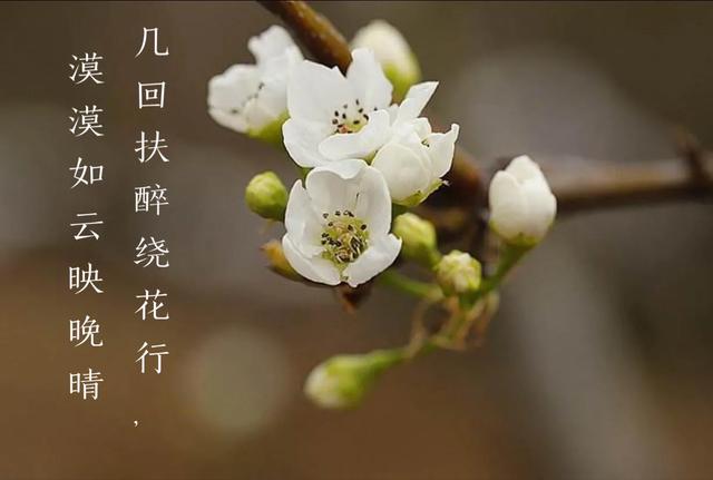 一枝梨花歌舞,一枝梨花诗词