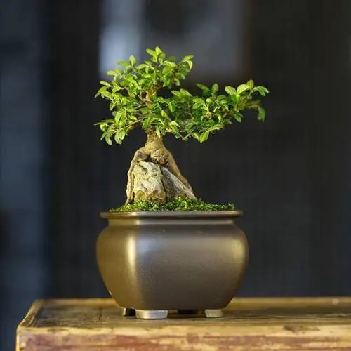 新手榆树盆景造型设计,榆树盆景造型设计教程