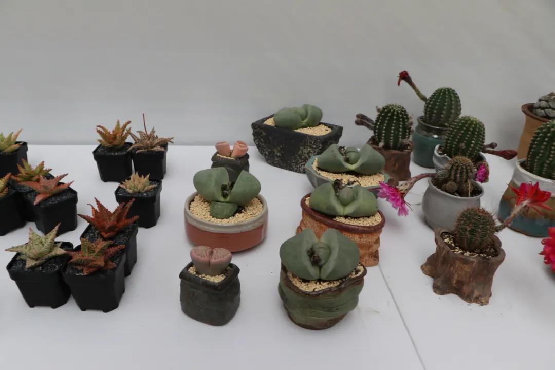 这个年销量上亿株多肉的县城，举办了首届多肉电商节