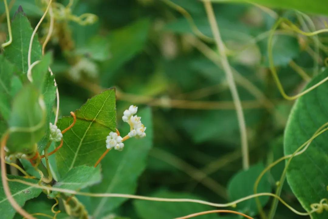 硬核整理!高清中药教材原植物彩*图色**谱(四期)