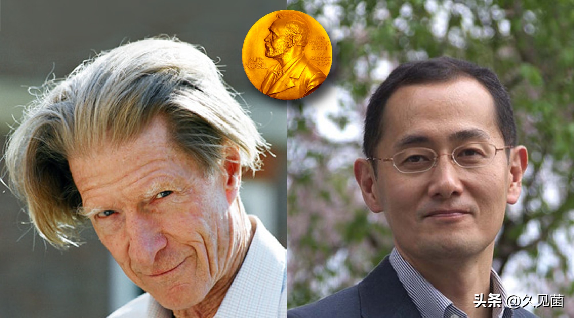 为什么说龙虾可以实现永生,龙虾理论上是能永生的