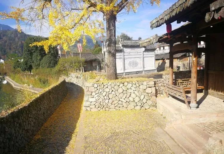 温州秋冬的银杏树确实美,温州最原生态银杏