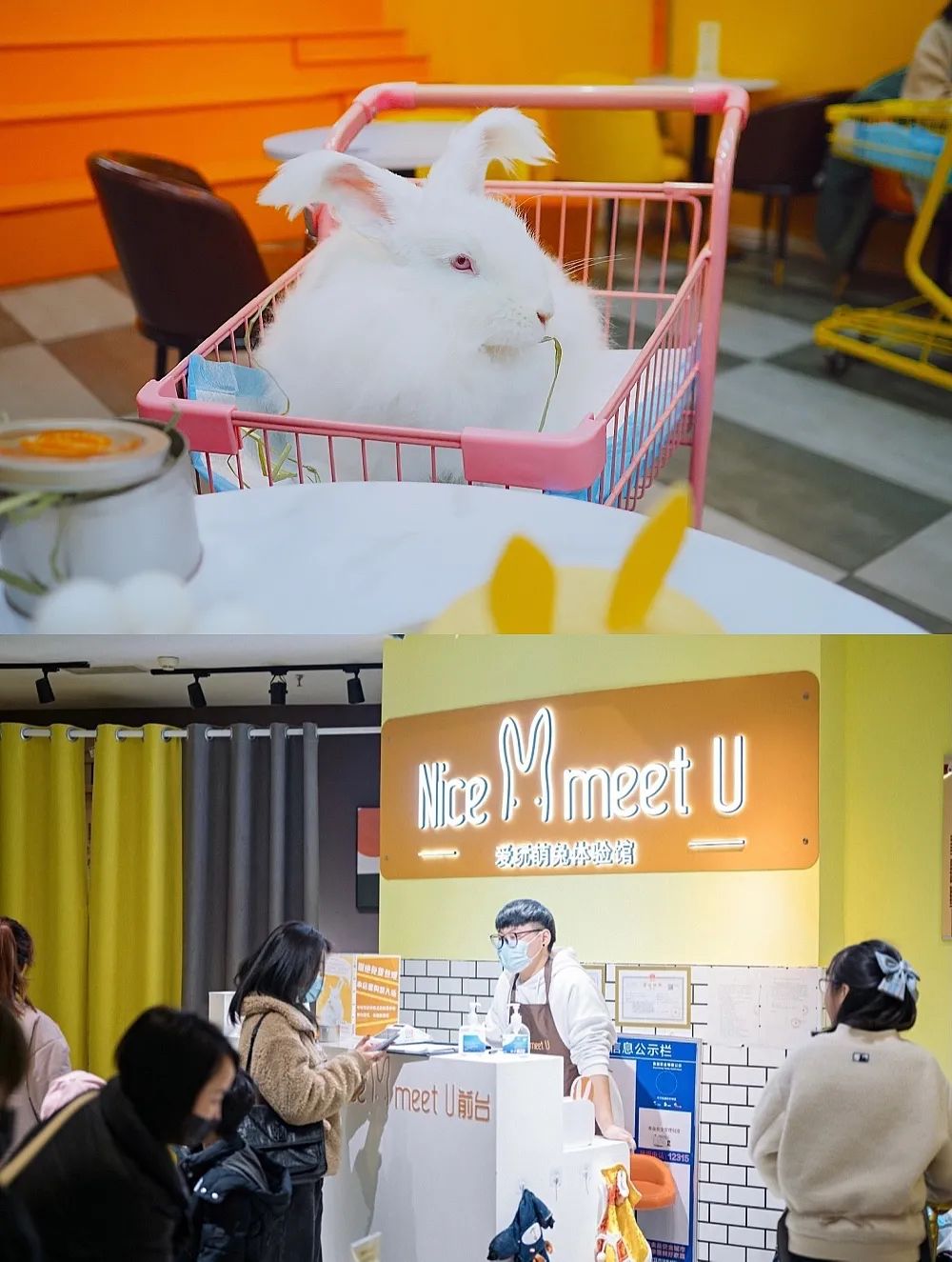 撸猫馆剧本杀,盐城撸猫剧本杀