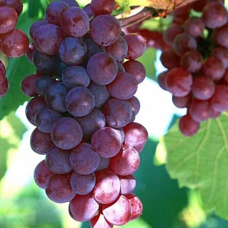 农村的野果子有哪些,农村的野果子真好吃