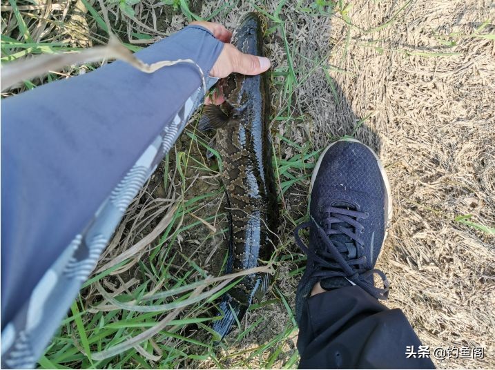 路亚黑鱼雷蛙与主线的连接方法,路亚钓黑鱼雷蛙的方法与技巧