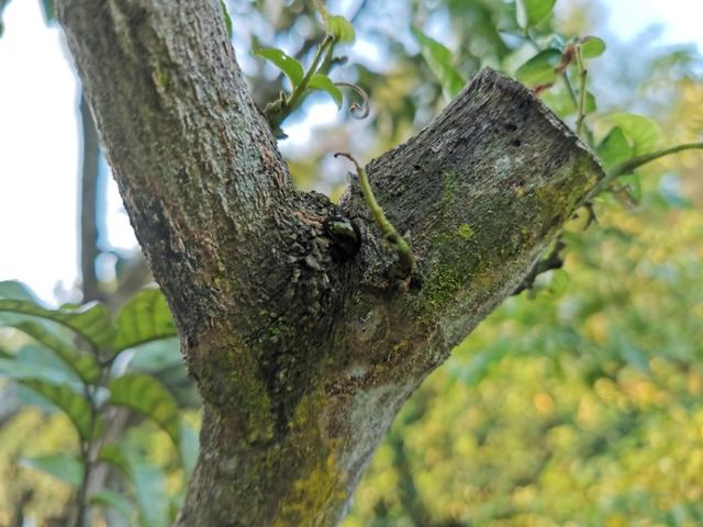 黄皮树要怎么修枝,黄皮树生长不好如何管理