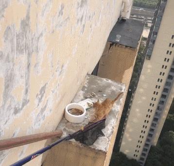 长沙阳光安置小区流浪猫,长沙有流浪猫的小区