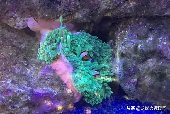 楸肩几濡傛璞皵,楂樼楸肩几椴ㄩ奔