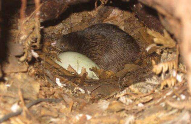 这种鸟没有翅膀和尾巴，蛋大如身体1/3，嘴上自带“生命探测器”