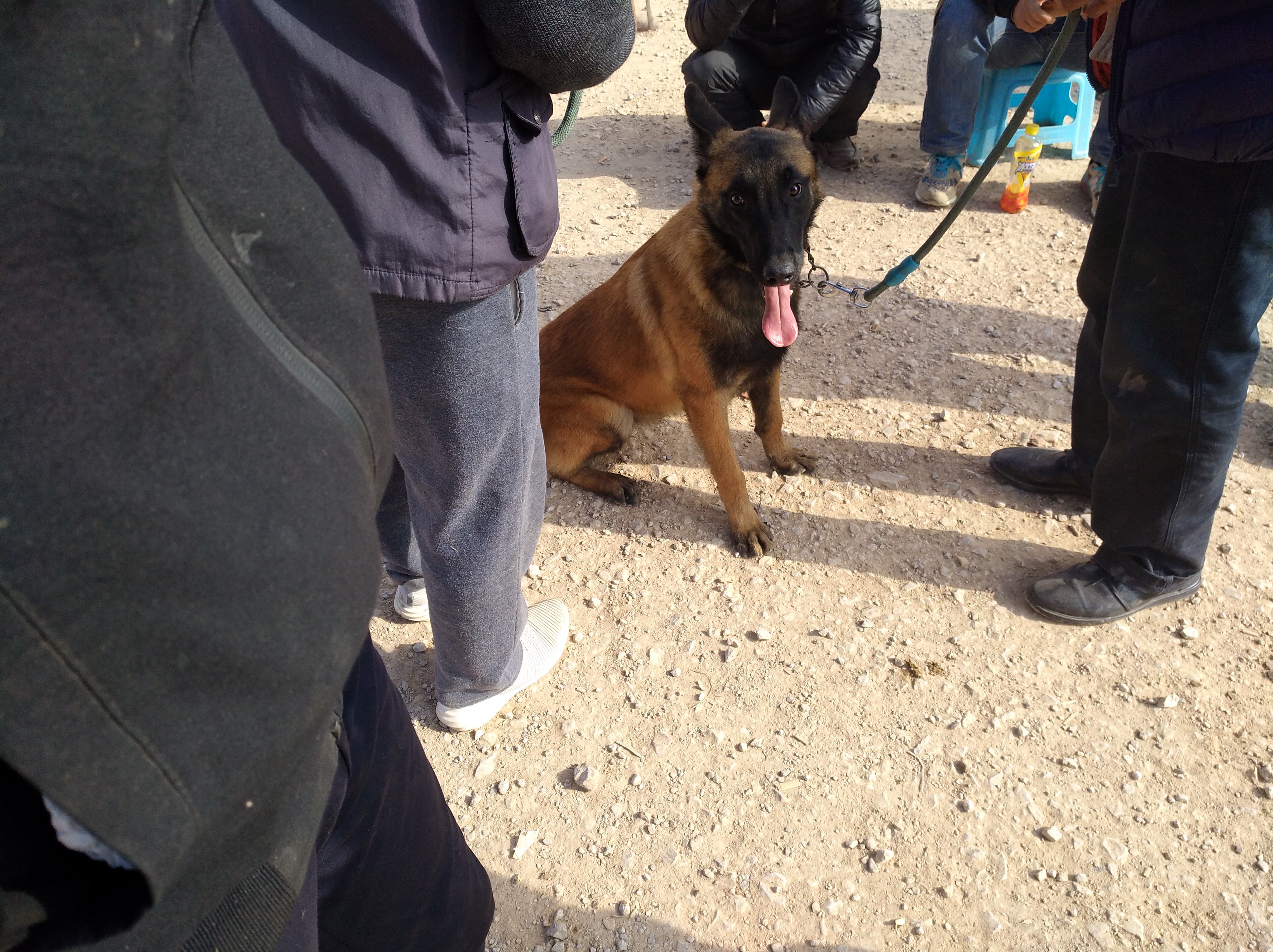 马犬有不训练天生就会很乖的狗,不养不知道原来马犬可以这么优秀