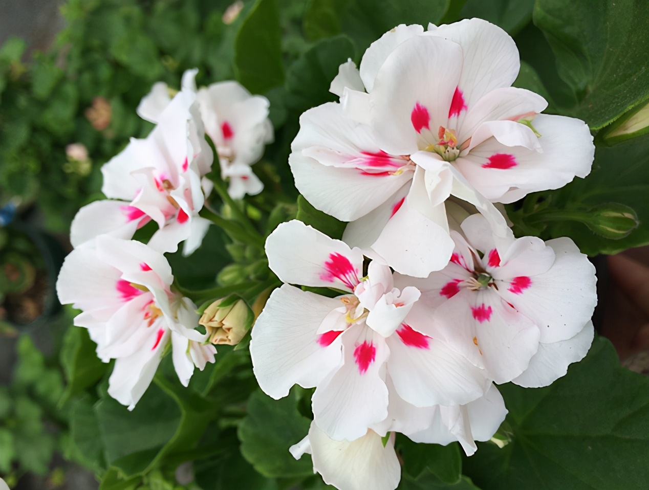 这种花别乱浇水水越多越不开花,这种花不怕冷好养易活