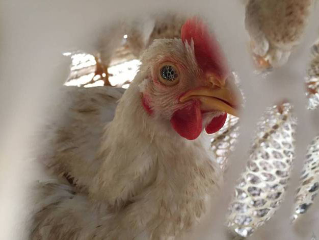 气囊炎如何形成的,气囊炎是什么原因引起