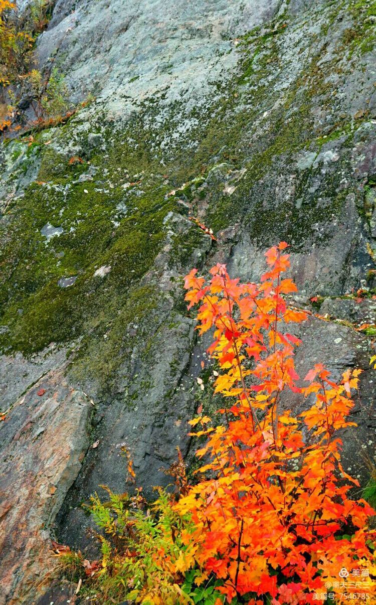 鍖楃編鏋儏閽荤煶姗℃湪,鍖楃編鏋儏鐏攨
