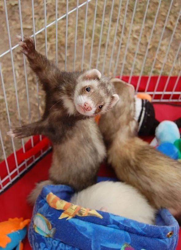 萌宠宠物雪貂视频,萌宠雪貂全集视频