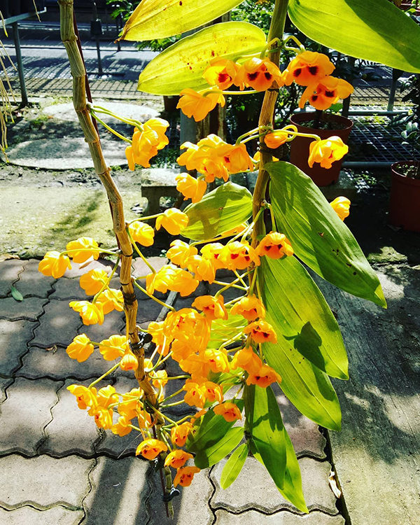 春天开放的十种花介绍,冬季里开花的15种花卉