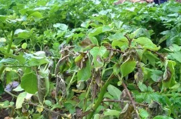 如何根据病虫害情况确定用药方案,防治病虫害配药灭虫有技巧