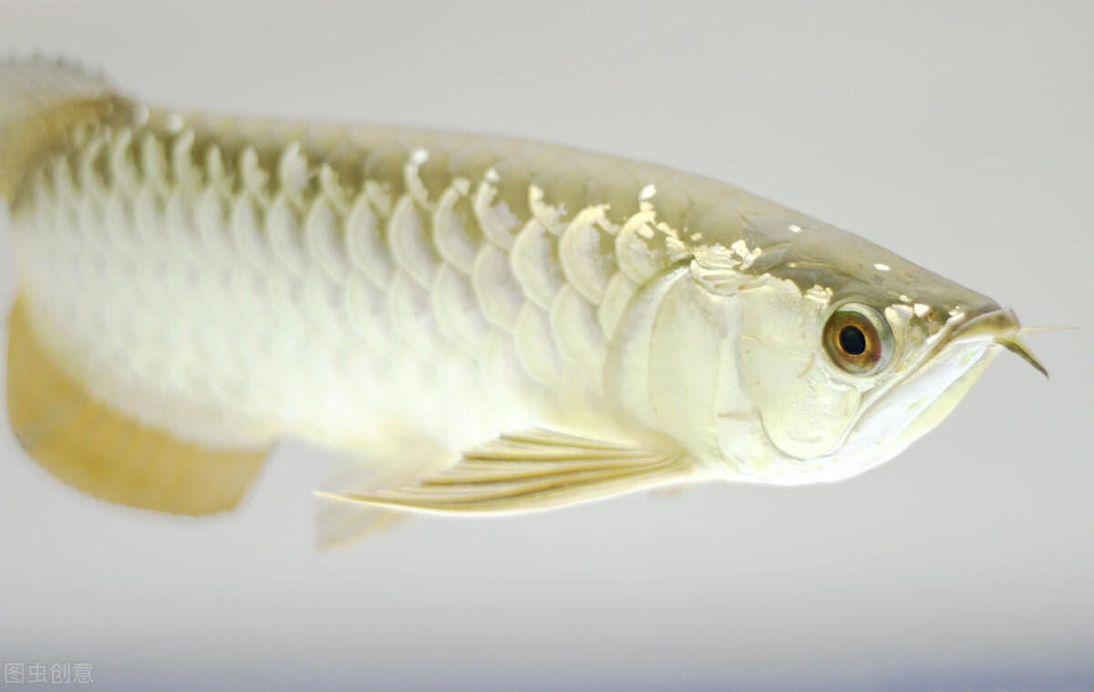 龙鱼换水导致立鳞怎么办,龙鱼立鳞病特效药