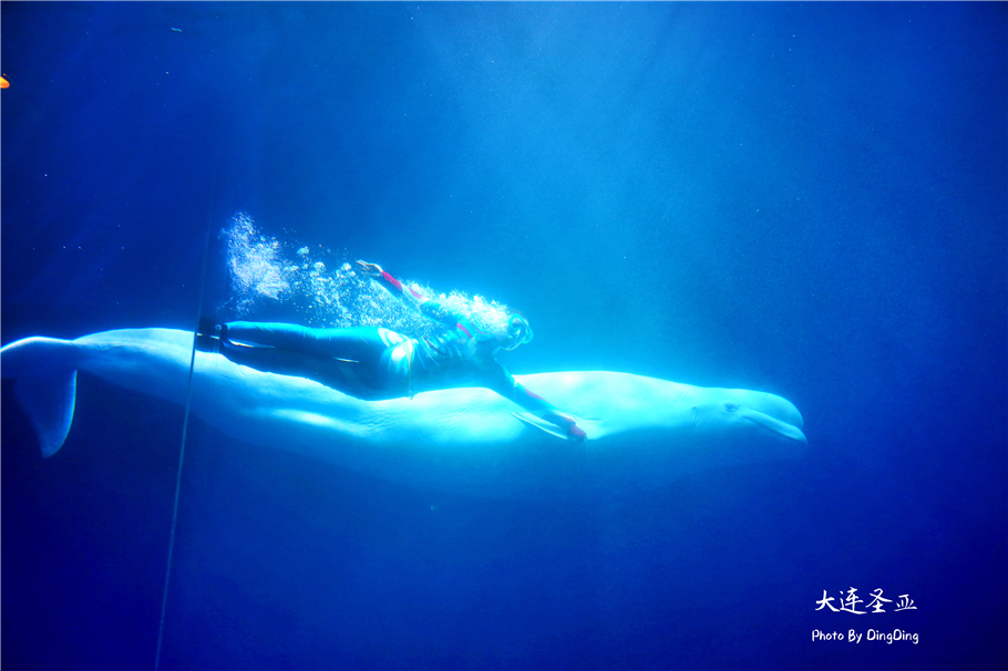 北方明珠活力四射的浪漫之都大连，国内最具特色的海洋世界圣亚
