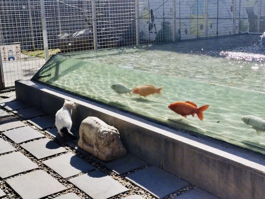 大家期盼的真实事件,掉缸事件怎么处理