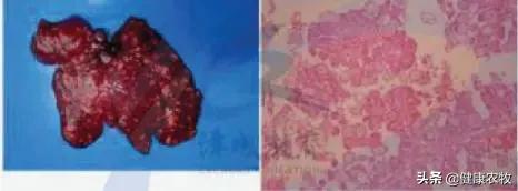 2023年执业兽医考试真题广西,执业兽医考试2009-2020真题