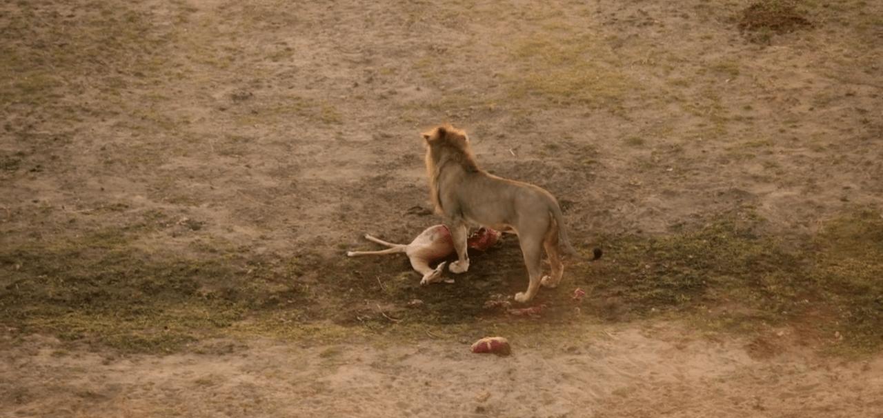 顶级捕猎者狩猎场面,狼群捕猎瞬间