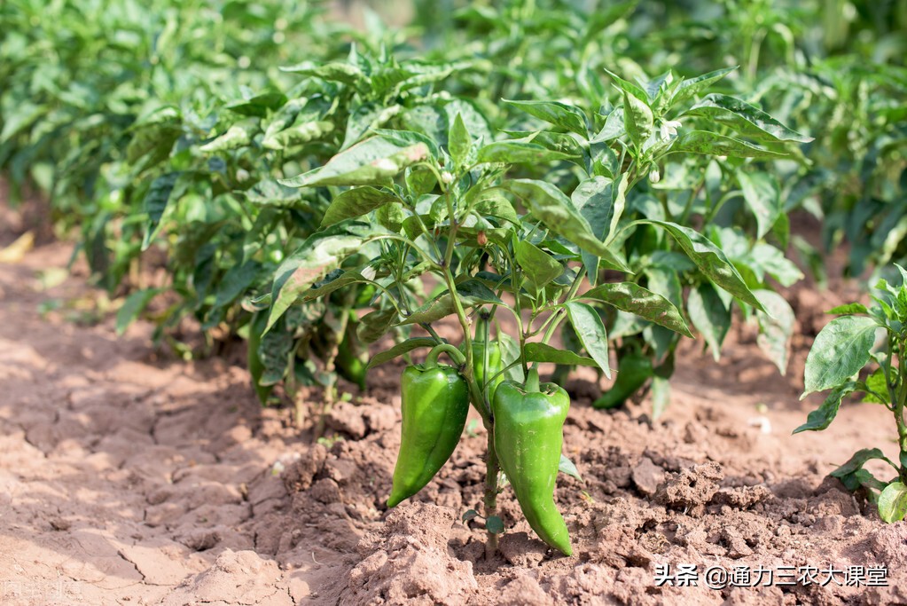 叶面肥用不用二次稀释,叶面肥怎么施镁和硼