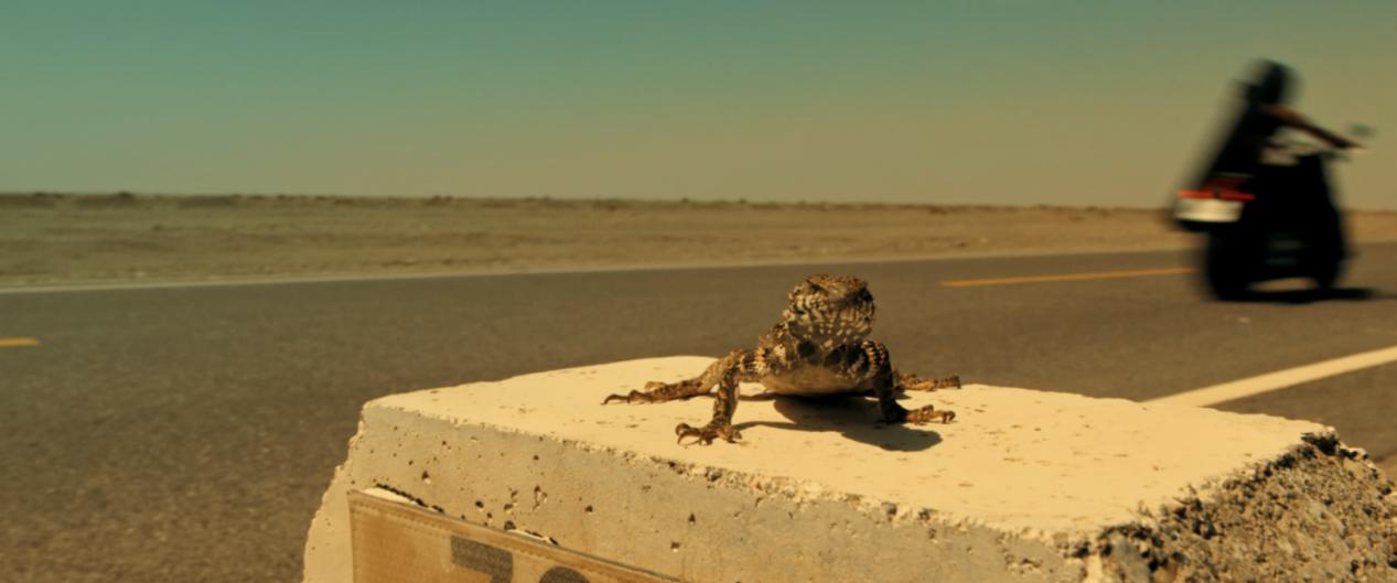 勇闯无人区拍摄“变异狂蝎”，导演亲身揭秘幕后“绝色秘闻”