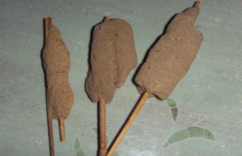 紫梢花，又名淡水海绵，能补肾，益精，助阳