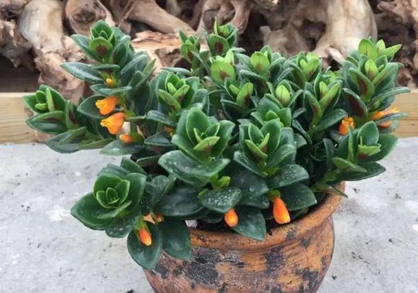 金鱼吊兰怎么养才能快速开花,春天金鱼吊兰开花可以晒太阳吗