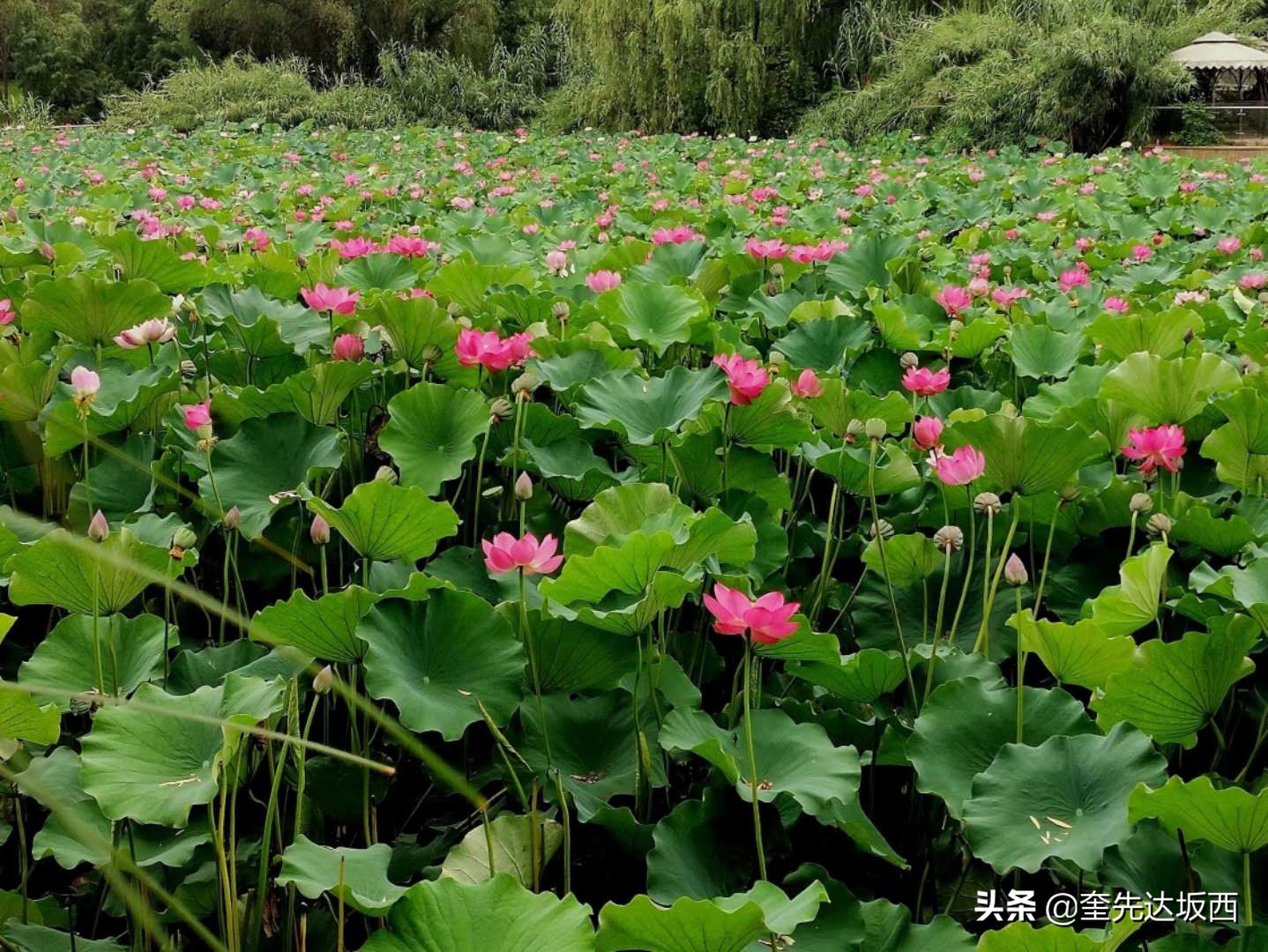 新农村科技兴农,新农人励志诗句