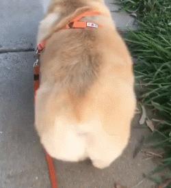 2019柯基国家展,首届柯基