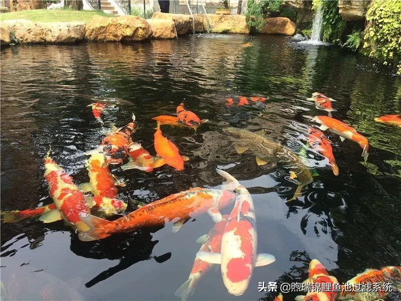 锦鲤怎么养才能养出好看的颜色,养锦鲤怎么养得好看些呢