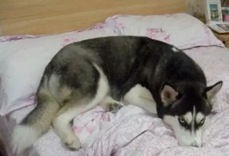 家里的狗为什么要嚎叫,为什么狗总想上床睡觉