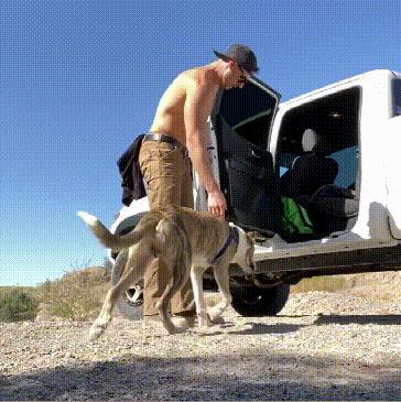 怎么训练狗狗上车下车,如何让狗狗乖乖的学会坐车